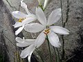 Liliaceae - Paradisea Liliastrum_3